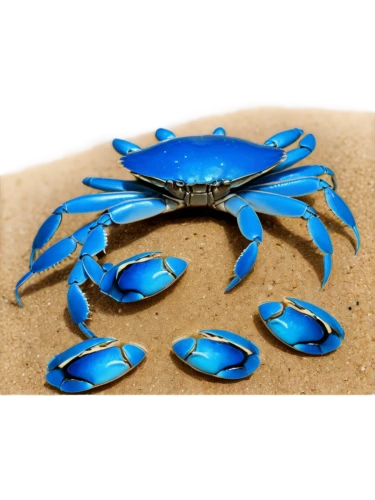 the beach crab,garrison,oratore,crab 1,crab 2,sapidus,crab,blue-winged wasteland insect,ten-footed crab,blue butterfly background,square crab,black crab,blue leaf frame,blue sea shell pattern,blu,bluet,fiddler crab,aransas,lotus png,ulysses butterfly,Illustration,Black and White,Black and White 23