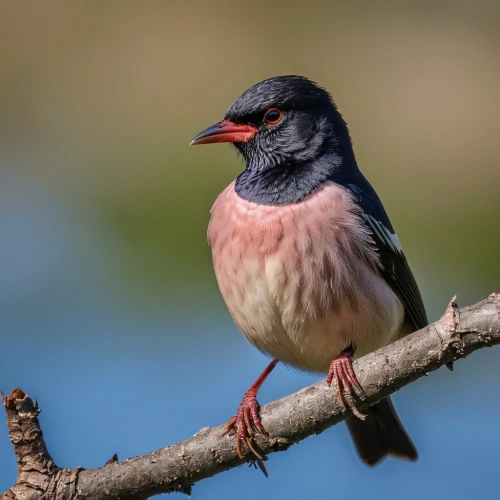 hirundo,male finch,java finch,pink robin,european finch,polygyridae,giovanella,male portrait,pipridae,pied starling,thornbills,columbellidae,indicatoridae,vogelgesang,cardinalidae,sterna hirundo,common finch,black-crowned finch lark,pompadour cotinga,muscicapa,Photography,General,Realistic