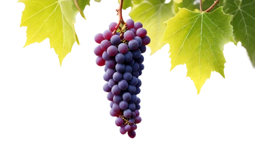 purple grapes,red grapes,wine grape,blue grapes,wine grapes,grapes,fresh grapes,winegrape,currant decorative,grape vine,wood and grapes,table grapes,bright grape,vineyard grapes,grape hyacinth,currant branch,grape,currant berries,bunch of grapes,common grape hyacinth,Photography,Fashion Photography,Fashion Photography 12