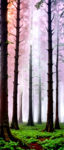 foggy forest,fir forest,coniferous forest,forest background,forest,elven forest,forest landscape,mixed forest,pine forest,spruce forest,germany forest,deciduous forest,forest glade,forests,the forest,beech trees,beech forest,cartoon forest,chestnut forest,the forests,Illustration,Realistic Fantasy,Realistic Fantasy 43