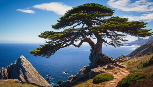 pine tree,isolated tree,dragon tree,arbre,macrocarpa,chile pine,lone tree,chilean cedar,juniperus,celtic tree,larch tree,spruce needle,tree of life,the japanese tree,spruce tree,upward tree position,cedars,lebanon,dwarf pine,tree toppers,Photography,General,Fantasy