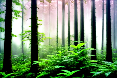 foggy forest,bamboo forest,green forest,tropical forest,coniferous forest,forest background,fir forest,forests,endor,forest,forest of dreams,elven forest,germany forest,forested,forestland,mixed forest,forest plant,forest landscape,verdant,the forest,Conceptual Art,Sci-Fi,Sci-Fi 20