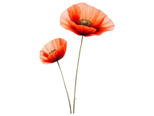 flowers png,klatschmohn,gerbera,poppy flower,red poppy,poppy flowers,red gerbera,poppy plant,orange poppy,floral poppy,papaver orientale,gerbera flower,poppies,papaver,iceland poppy,a couple of poppy flowers,poppy anemone,flower background,red poppies,red anemone,Photography,Black and white photography,Black and White Photography 09