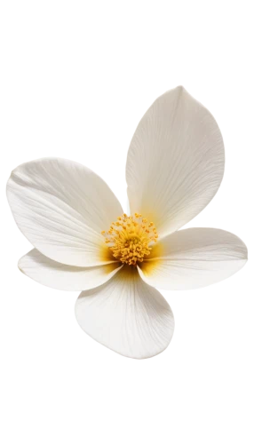 white cosmos,camomile flower,delicate white flower,white flower,cosmos flower,flowers png,white petals,japanese anemone,white chrysanthemum,minimalist flowers,flower wallpaper,the white chrysanthemum,cosmos flowers,calystegia,cherokee rose,flower background,windflower,marguerite daisy,white floral background,stamen,Art,Classical Oil Painting,Classical Oil Painting 23