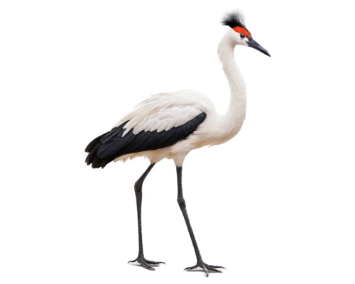 red-crowned crane,eastern crowned crane,white-naped crane,grey neck king crane,keoladeo,avocet,jabiru,galliformes,grey crowned crane,gray crowned crane,gwe,piebald,ibis,anicetus,sungrebe,pied avocet,bird png,landgrebe,flamininus,common stilt,Photography,Documentary Photography,Documentary Photography 01