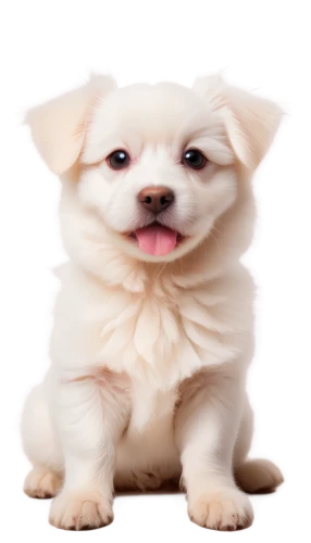 huichon,shih tzu,pekinese,pomeranian,dog illustration,long hair chihuahua,white dog,cute puppy,dog angel,small dog,inu,shih,cheerful dog,chihuahua,maltese,pomeranians,shih poo,dog drawing,dogana,transparent background,Photography,Black and white photography,Black and White Photography 03