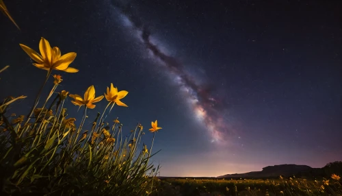 cosmos field,the milky way,milky way,astronomy,yellow cosmos,cosmos,lactea,astrophotography,perseid,cosmos flowers,cosmic flower,starry sky,starry night,cosmos flower,stargazer,night image,flower field,meadow landscape,stargazers,star flower,Photography,General,Commercial