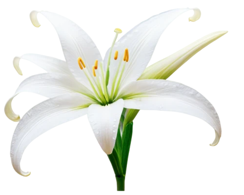 easter lilies,white lily,flowers png,madonna lily,white flower,lily flower,delicate white flower,white trumpet lily,flower background,lily water,zephyranthes,white cosmos,white floral background,lily of the valley,flower wallpaper,lilium candidum,white petals,lilies of the valley,lilium,lilies,Art,Artistic Painting,Artistic Painting 05