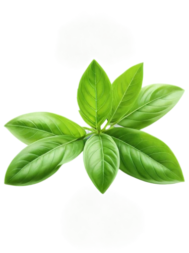 spring leaf background,stevia,leaf background,aromatic plant,green leaf,green wallpaper,green plant,naturopathy,green background,green leaves,resprout,growth icon,naturopathic,phytotherapy,chlorotic,mint leaf,nature background,narrowleaf,leaf green,patrol,Art,Artistic Painting,Artistic Painting 33