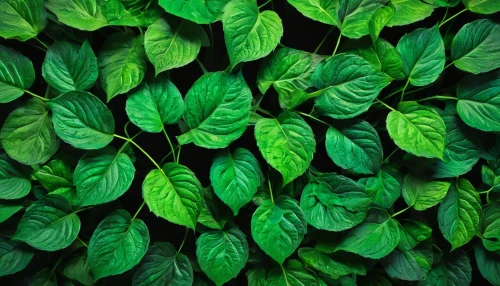 pachysandra,green wallpaper,green leaves,background ivy,thai basil,tobacco leaves,mandarin leaves,green foliage,hostas,hosta,leaf green,foliage leaves,ivy,gum leaves,bicolor leaves,leaves,maranta,green plants,intensely green hornbeam wallpaper,dark green plant,Photography,Artistic Photography,Artistic Photography 11