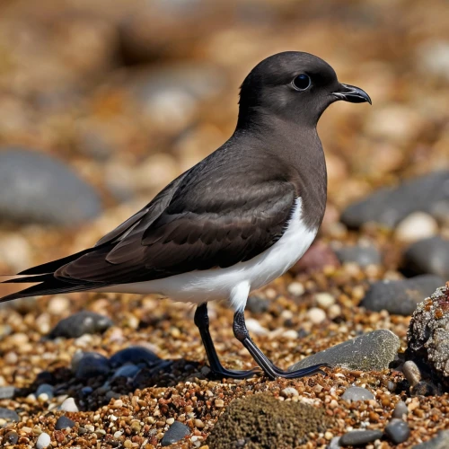 haematopus ostralegus,petrel,pratincole,motacilla alba,hirundo,phasianidae,sooty tern,sand plover,pied triller,razorbill,luginbill,white wagtail,individual,piciformes,collared inca,pied triller brown,european pied flycatcher,europaea,a species of marine bird,charadriiformes,Photography,General,Realistic