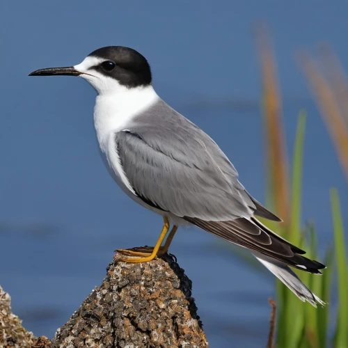 whiskered tern,sandwich tern,river tern,common stilt,silver tern,tern bird,black tern,motacilla alba,common tern,sterna hirundo,parus caeruleus,tern,empidonax,royal tern,laridae,phalacrocoracidae,crested terns,charadriidae,fairy tern,white-faced heron,Photography,General,Realistic