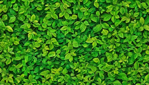 green wallpaper,background ivy,intensely green hornbeam wallpaper,green leaves,spring leaf background,clover leaves,microgreens,green plants,green foliage,lemon wallpaper,green background,pachysandra,buxus,green plant,clover pattern,gum leaves,wall,ground cover,holly leaves,parsley leaves,Conceptual Art,Daily,Daily 28