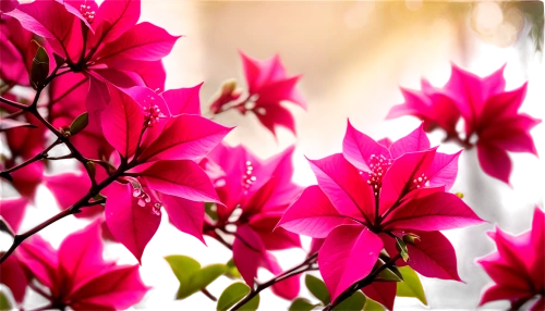 impala lily,pink azaleas,bougainvillea,bougainvilleas,azaleas,bougainvilleans,pink flowers,pink petals,epilobium,red magnolia,pink plumeria,red petals,red flowers,ornamental flowers,flower background,oleanders,fuschia,red leaves,pink magnolia,fuchsia,Conceptual Art,Sci-Fi,Sci-Fi 06