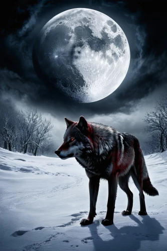 blackwolf,howling wolf,wolfen,constellation wolf,wolfsangel,lycanthropy,loup,canis lupus,lycanthrope,wolffian,full moon,wolfdog,wolf,werewolve,wolfgramm,wolpaw,lycanthropes,werewolves,lycan,fantasy picture,Conceptual Art,Fantasy,Fantasy 34