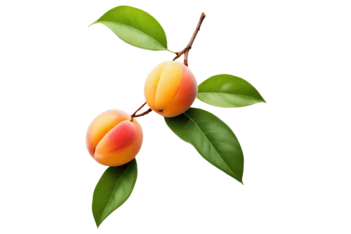 apricots,flower bud,kumquat,tangerine tree,the flower buds,apricot,magnoliaceae,spring leaf background,flower buds,fruit blossoms,tulpenbaum,flowers png,peach flower,tulip background,persimmon tree,tangerine fruits,flower background,apocynaceae,budding,orange flower,Illustration,Paper based,Paper Based 16