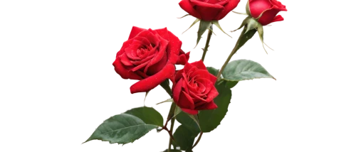 red roses,rosse,red rose,red carnation,rosses,red carnations,rose png,red gift,romantic rose,rose buds,flowers png,red flowers,noble roses,rosas,red tulips,red flower,red petals,for you,red ranunculus,bicolored rose,Photography,Fashion Photography,Fashion Photography 16