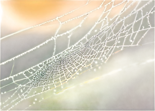 morning dew in the cobweb,spider silk,web,spider's web,cobweb,spider web,spiderweb,cobwebbed,spiderwebs,webbed,webs,cobwebs,web element,spider net,webcrawler,spidery,gossamer,spiderlings,webbing,spider network,Conceptual Art,Daily,Daily 01