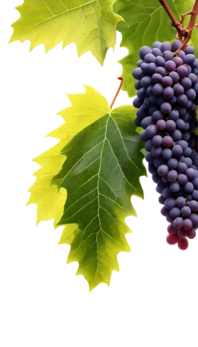 wine grapes,wine grape,purple grapes,winegrape,wood and grapes,table grapes,grapes,red grapes,vitis,blue grapes,grape vine,sangiovese,fresh grapes,viniculture,vineyard grapes,resveratrol,grapevines,carmenere,grape leaf,barbera,Illustration,Retro,Retro 04