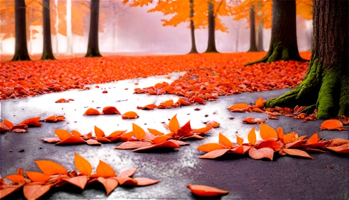 autumn background,autumn forest,cartoon video game background,3d background,fallen leaves,autumn walk,autumn scenery,autumn leaves,leaf background,nature background,autumn theme,forest floor,autumn landscape,falling on leaves,autumn day,autumn leaf paper,autumn frame,forest background,deciduous forest,leaves are falling,Illustration,American Style,American Style 07