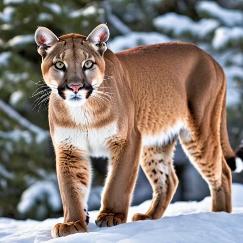 mountain lion,great puma,cougar,cougars,tigon,canadian lynx,panthera,catamount,pumas,lince,ligers,panthera leo,cougar head,liger,luchs,snowshoe,prowling,wild cat,caracal,lion river,Photography,General,Realistic