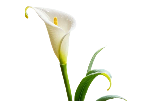 easter lilies,calla lily,zantedeschia,spring leaf background,flowers png,lily of the valley,calla lilies,peace lilies,peace lily,madonna lily,tulip background,jonquils,white lily,lilies of the valley,lilly of the valley,lily of the field,aspidistra,flower wallpaper,flower background,tulip white,Illustration,Paper based,Paper Based 17