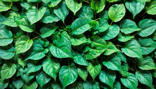 pachysandra,hosta,green wallpaper,green leaves,hostas,background ivy,thai basil,green foliage,mandarin leaves,calathea,green plants,coprosma,green plant,variegated,ramsons,leaf green,intensely green hornbeam wallpaper,cherry laurel,variegation,foliage leaves,Unique,Paper Cuts,Paper Cuts 01