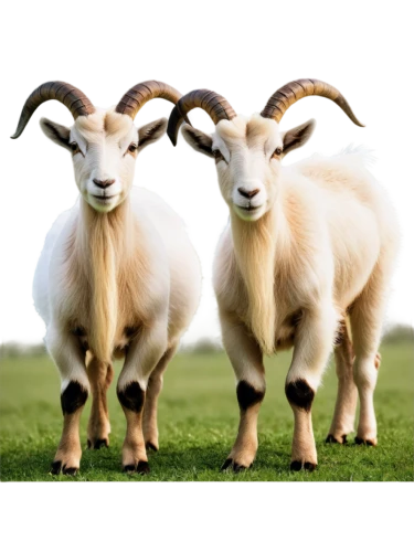 domestic goats,cabras,herd of goats,goats,two sheep,lambs,ruminants,lawnmowers,cameroon sheep,bakra,boer goat,sheepherding,baa,male sheep,anglo-nubian goat,pair of ungulates,ewe,bakri,dwarf sheep,rams,Illustration,Realistic Fantasy,Realistic Fantasy 10