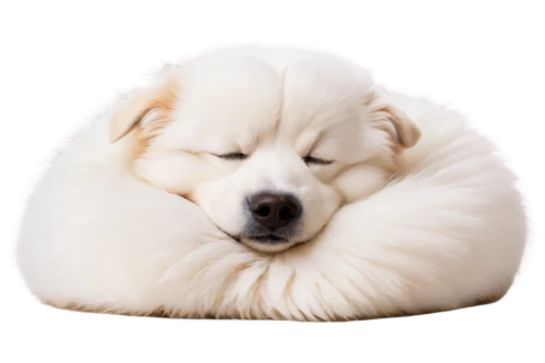 samoyed,samoyedic,shoob,sleeping dog,inu,curled up,dog sleeping face,fluffernutter,pillow,firefox,fluffier,pillowy,cinnamon roll,white dog,bingbu,pouf,sleeping apple,pyr,white fur hat,snores,Illustration,Japanese style,Japanese Style 17