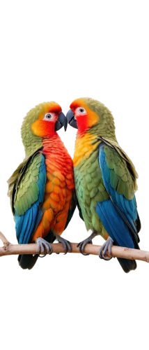 parrot couple,couple macaw,lovebird,bird couple,colorful birds,conures,love bird,sun conures,parrots,macaws on black background,tropical birds,golden parakeets,passerine parrots,fur-care parrots,i love birds,love birds,parrotbills,rainbow lorikeets,bird png,rare parrots,Photography,Fashion Photography,Fashion Photography 14