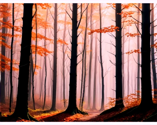 autumn forest,forest,forests,beech trees,winter forest,deciduous forest,forest background,mixed forest,fir forest,the forests,forest walk,the forest,wooded,autumn trees,foggy forest,birch forest,coniferous forest,haunted forest,forest path,forest landscape,Illustration,Vector,Vector 01
