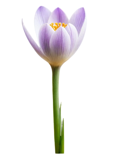 tulip background,violet tulip,purple tulip,crocus,crocus flowers,flowers png,tulip white,tulip,crown chakra flower,tulipan violet,croci,purple crocus,tulipa,tulip flowers,flower wallpaper,tulipe,flower background,two-tone flower,tulip blossom,crocus vernus,Illustration,Realistic Fantasy,Realistic Fantasy 45