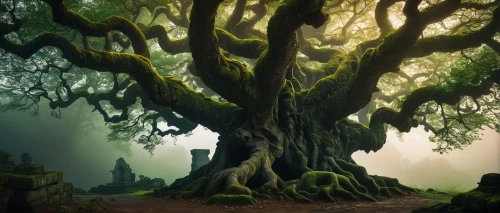mirkwood,fangorn,druidism,celtic tree,druidic,the dark hedges,elven forest,the roots of trees,ents,magic tree,moss landscape,arboreal,radagast,tree of life,forest tree,bodhi tree,enchanted forest,spanish moss,balete,treebeard,Photography,Artistic Photography,Artistic Photography 10