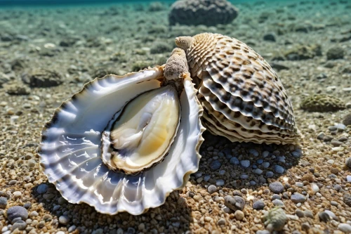 blue sea shell pattern,sea shell,seashell,shell seekers,in shells,cockles,beach shell,clamshells,shell,clam shell,shells,scallopers,musselshell,mollusca,spiny sea shell,sea snail,scalloping,bivalve,sea shells,conch shell