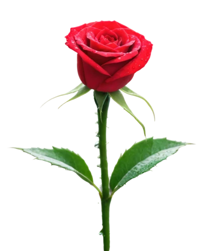 rose png,romantic rose,red rose,red rose in rain,rose flower,rose bud,bicolored rose,evergreen rose,bright rose,flower rose,petal of a rose,arrow rose,rosse,valentine flower,rose,roseate,for you,red roses,rosevelt,rosebud,Conceptual Art,Graffiti Art,Graffiti Art 01