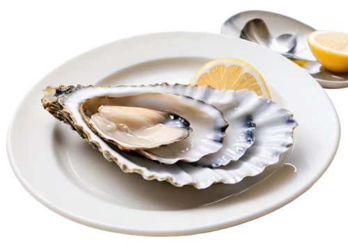 oyster,oysters,shucked,bivalve,talaba,oysterman,oester,oystermen,shellfish,crassostrea,bivalves,oyster pail,coquille,shuckburgh,shucking,sea food,clamoured,clamshells,mussel,clam,Illustration,Black and White,Black and White 29