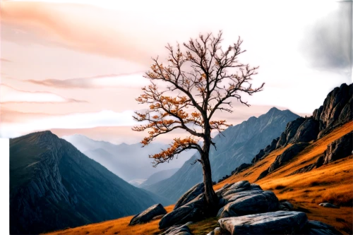 lone tree,alpine landscape,isolated tree,landscape background,autumn background,larch tree,larch trees,autumn mountains,budrus,lonetree,larches,oberland,mountain landscape,nature background,larch forests,larix,mountain scene,autumn tree,mountainous landscape,rothorn,Illustration,Paper based,Paper Based 01