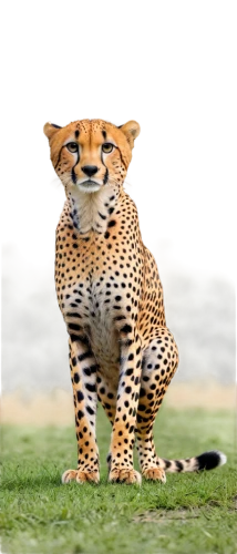 cheetor,cheeta,cheetah,leopardus,tigor,katoto,bolliger,gepard,jaguar,cheetahs,leopard,cheetah cub,jag,serengeti,ocelot,prowling,harimau,haefliger,acinonyx,jaguars,Art,Classical Oil Painting,Classical Oil Painting 35