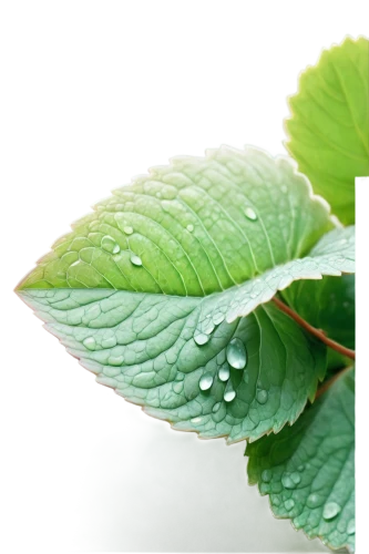 grape leaf,mint leaf,rainy leaf,green leaves,green leaf,spring leaf background,leaf green,raspberry leaf,water lily leaf,nettle leaves,green wallpaper,aaaa,chlorophylls,leaf background,beech leaf,leaf macro,chlorophyll,acorn leaf,lotus leaf,dew drops,Illustration,Vector,Vector 03