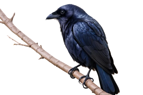 hyacinth macaw,blue parrot,bluejay,3d crow,blue macaw,blue jay,ravenclaw,woodswallow,corvidae,drongo,blue buzzard,carrion crow,american crow,jackdaw,blue bird,alcedo,great-tailed grackle,common raven,blue parakeet,night bird,Conceptual Art,Sci-Fi,Sci-Fi 20