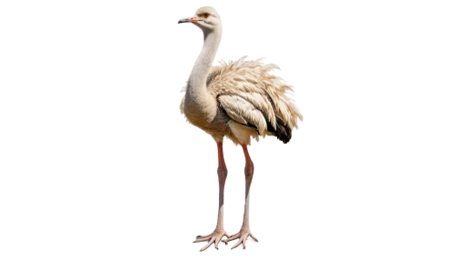 white stork,stork,rattle stork,greater flamingo,bustard,ostrich,flamininus,dalmatian pelican,bird png,anicetus,pelecanus,pelican,ibis,eastern white pelican,white storks,platycercus,grey neck king crane,galliformes,keoladeo,storks,Illustration,Realistic Fantasy,Realistic Fantasy 11