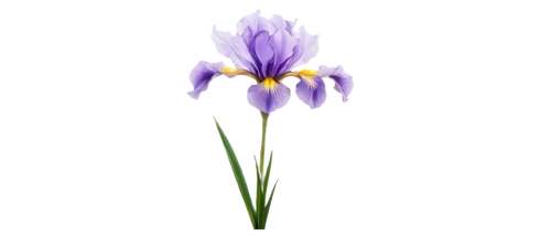 tulipan violet,flowers png,iridaceae,brodiaea,violet tulip,purple tulip,crown chakra flower,croci,purple crocus,flower background,lavender flower,purple flower,tulipe,the lavender flower,flower wallpaper,crocus,tulip background,camassia,chionodes,zephyranthes,Illustration,Paper based,Paper Based 02