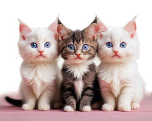 blue eyes cat,cat family,cat with blue eyes,kittens,kits,kittenish,baby cats,cat pageant,white cat,triplets,toxoplasmosis,cute cat,catterns,georgatos,breed cat,kitties,snowcats,blue eyes,cats angora,siamese cat,Conceptual Art,Sci-Fi,Sci-Fi 12