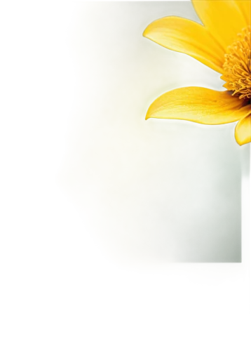 sunflower lace background,yellow gerbera,yellow flower,yellow petal,small sun flower,yellow petals,helianthus,sunflower,flower background,sun flowers,helianthus sunbelievable,sun flower,erdsonne flower,coneflower,yellower,yellow rose background,chrysanthemum background,stored sunflower,yellow calendula flower,sunflowers,Illustration,Retro,Retro 11