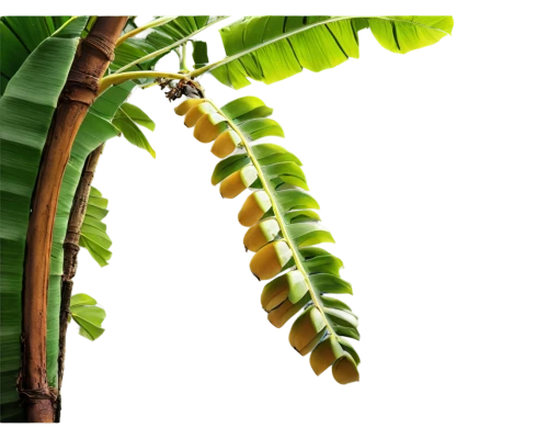 blechnum,tropical leaf,fern plant,lianas,swallowtail caterpillar,banana tree,leaf fern,green wallpaper,fern fronds,ailanthus,fern leaf,palm leaf,palm leaves,hornworm,coconut leaf,tropical tree,phyllanthaceae,tropical floral background,green tree snake,butterfly caterpillar,Illustration,American Style,American Style 12