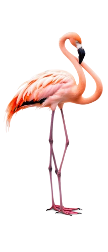 greater flamingo,flamingo,two flamingo,flamingo couple,pink flamingo,bird png,lawn flamingo,flamingos,flamingo with shadow,flamingoes,gwe,roseate spoonbill,flamininus,jabiru,pink flamingos,phoenicopterus,firedancer,trumpet of the swan,flamingo pattern,swooshed,Photography,Documentary Photography,Documentary Photography 32