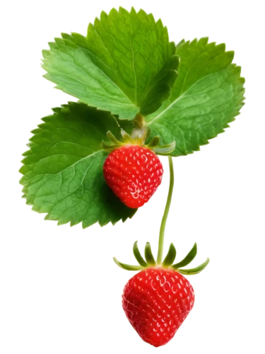 strawberry plant,fragaria,raspberry leaf,strawberry flower,strawberry ripe,red strawberry,strawberry tree,strawberry,strawberries,strawbs,berry fruit,red raspberries,red berry,raspberry bush,rasberry,raspberry,fraise,rubus,raspberries,berries,Illustration,Black and White,Black and White 06