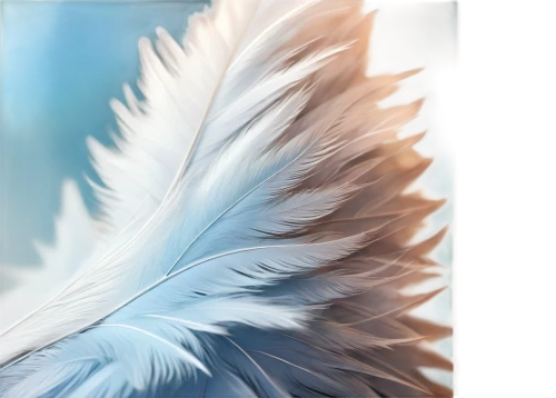 feather,white feather,bird feather,color feathers,feathers,feathers bird,chicken feather,feathery,swan feather,parrot feathers,pigeon feather,featherlike,plumes,hawk feather,angel wing,bird wing,peacock feather,feathered,bird wings,feathering,Conceptual Art,Fantasy,Fantasy 21