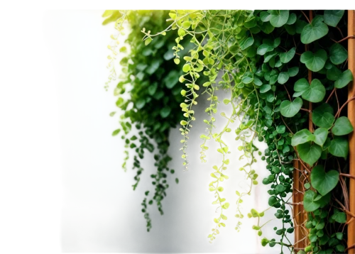 hanging plant,maidenhair,flowering vines,hanging plants,aeroponic,rhipsalis,background ivy,vine plants,aeroponics,tulsi seeds,climbing plant,vines,photosynthetic,phyllanthaceae,parthenocissus,ivy frame,leaves frame,green plants,creeping plant,intensely green hornbeam wallpaper,Conceptual Art,Oil color,Oil Color 08