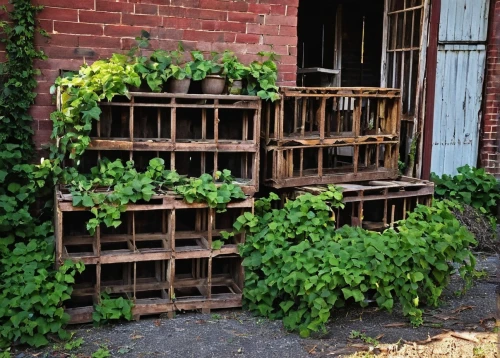 vegetable crate,tomato crate,espalier,vine plants,pallets,wooden pallets,vines,grape vines,ivy frame,wine rack,grapevines,wisteria shelf,wine growing,trellis,old vine,humulus,trellises,climbing garden,pallet transporter,grape vine,Conceptual Art,Daily,Daily 06